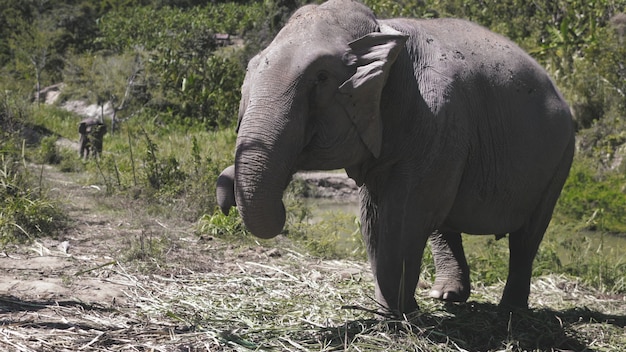 Elefante giungla santuario animale habitat naturale thailandia provincia di chiang mai enorme mammifero at