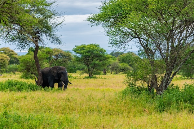 Elefante in Africa