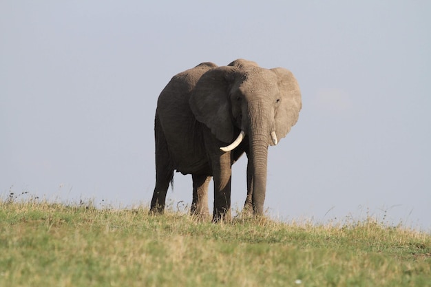 Elefante in piedi in un campo