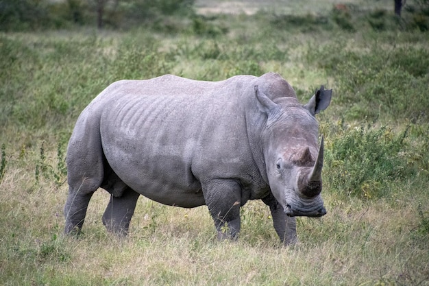 Elefante in piedi in un campo