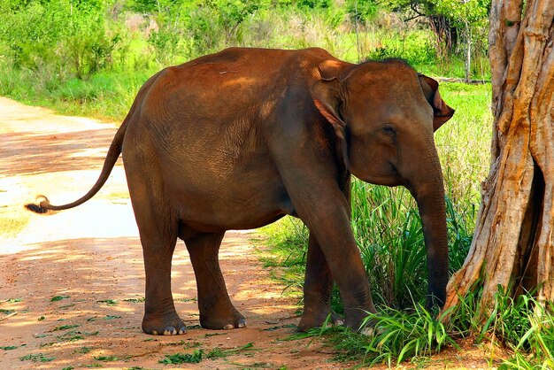 Elefante in piedi in un campo