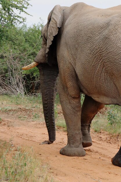 Elefante in piedi in un campo