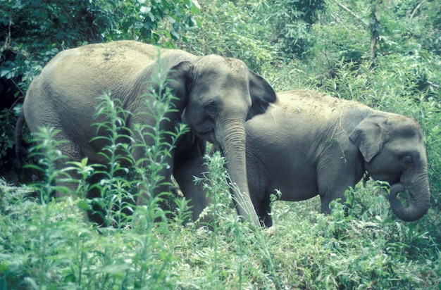 Elefante in piedi sul campo