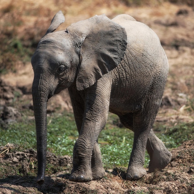 Elefante in piedi sul campo