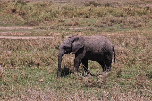 Elefante in safari in Kenia e Tanzania, Africa