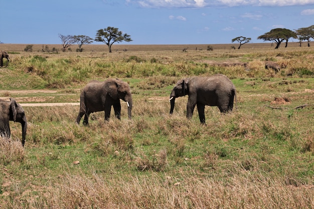 Elefante in safari in Kenia e Tanzania, Africa