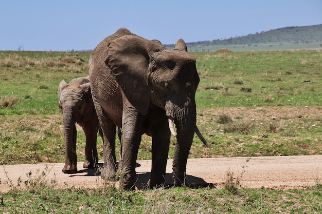 Elefante in safari in Kenia e Tanzania, Africa
