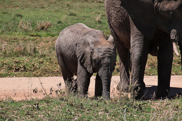 Elefante in safari in Kenia e Tanzania, Africa