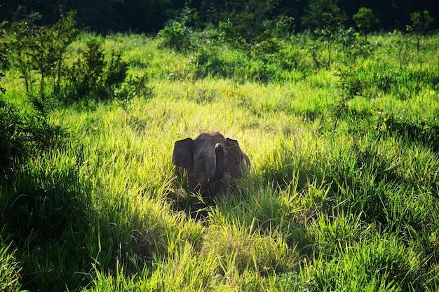 Elefante in Sri Lanka