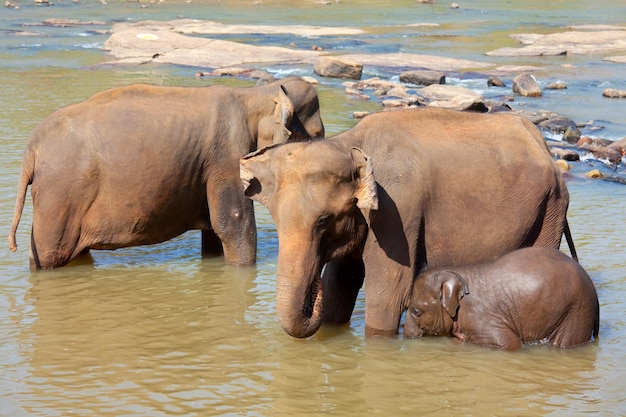 Elefante in Sri Lanka