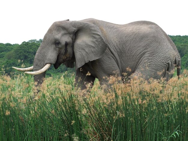 Elefante in Uganda