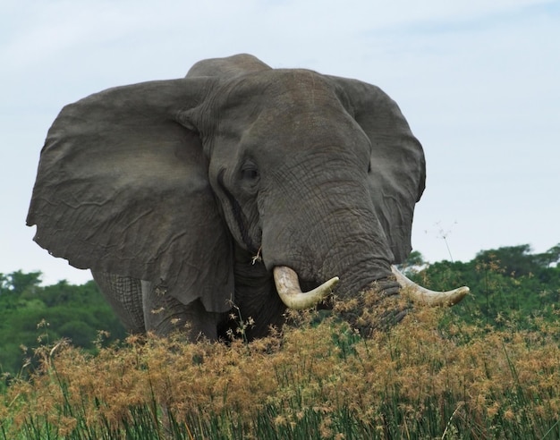 Elefante in Uganda