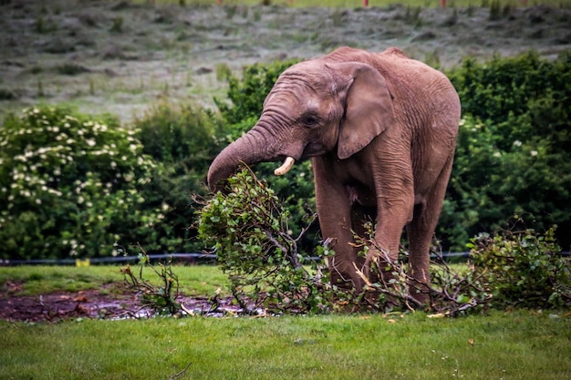 Elefante in un campo