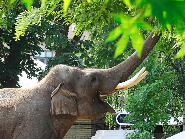 Elefante indiano che mangia foglie nello zoo Primo piano