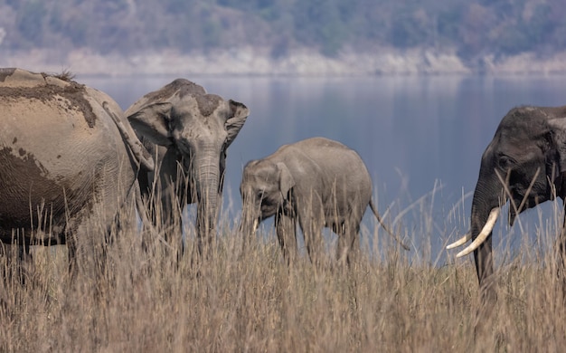 Elefante indiano (Elephas maximus indicus) nella giungla del parco nazionale di Jim corbett.