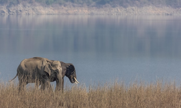 Elefante indiano (Elephas maximus indicus) o tursker nella giungla del parco nazionale di Jim corbett.