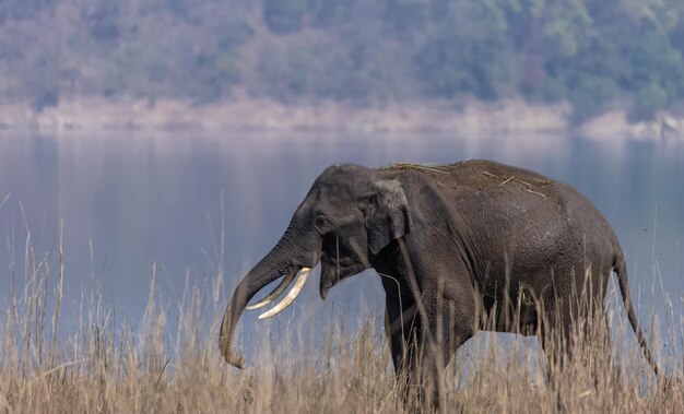 Elefante indiano (Elephas maximus indicus) o Tusker nella giungla del parco nazionale di Jim corbett.