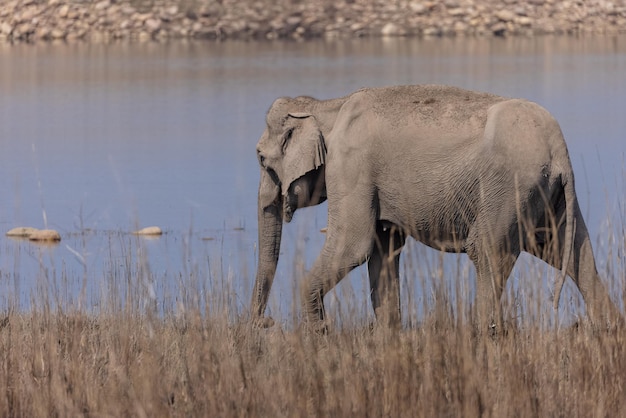 Elefante indiano (Elephas maximus indicus) o Tusker nella giungla del parco nazionale di Jim corbett.