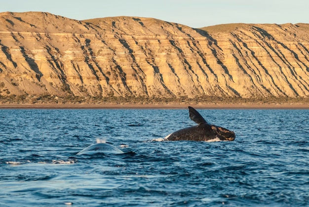 Elefante marino coppia Penisola di accoppiamento Valdes Patagonia Argentina