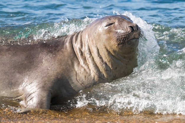 Elefante marino nella penisola di Valdes, provincia di Chubut, Patagonia Argentina