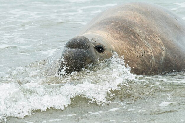 Elefante marino Penisola Valdes Chubut Patagonia Patagonia Argentina