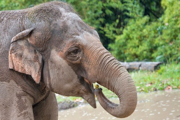 elefante mentre mangia da vicino i dettagli