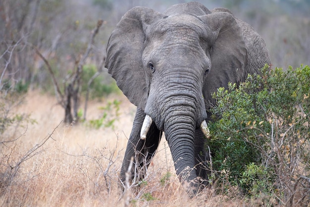 Elefante mentre mangia il frutto dell'albero di marula nel parco Kruger in Sudafrica