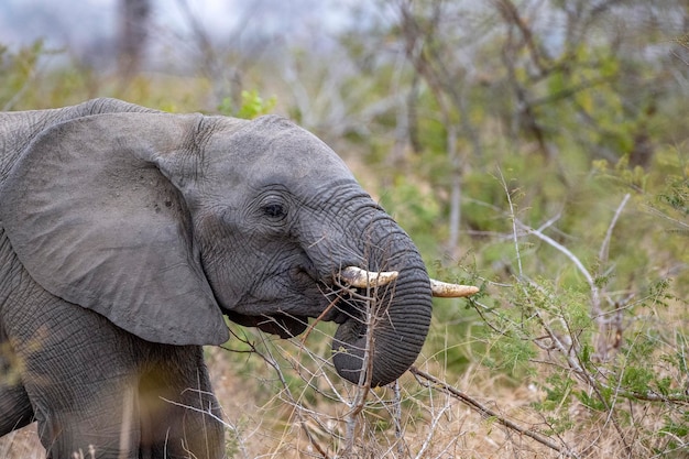 Elefante mentre mangia il frutto dell'albero di marula nel parco Kruger in Sudafrica