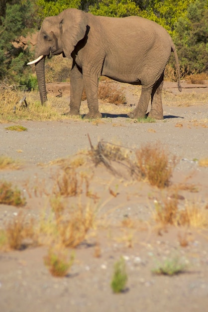 Elefante nel deserto della Skeleton Coast