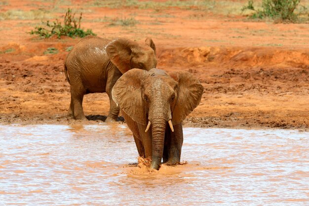 Elefante nel parco nazionale del Kenya, Africa