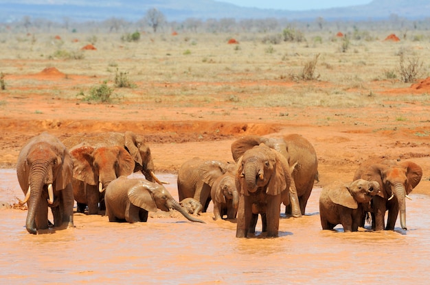 Elefante nel parco nazionale del Kenya, Africa