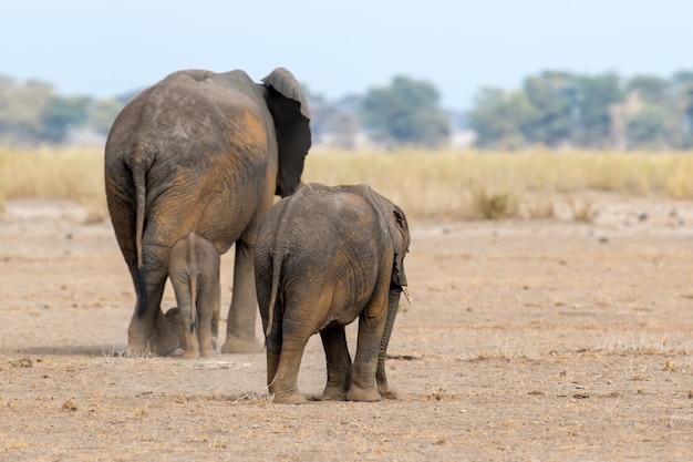 Elefante nel parco nazionale del Kenya, Africa