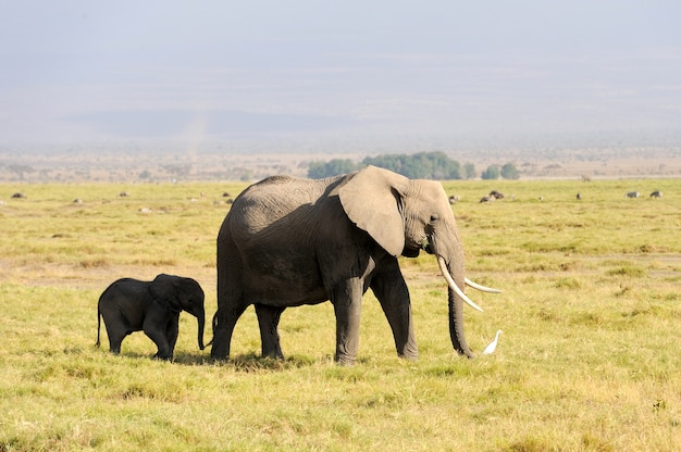 Elefante nel Parco Nazionale del Kenya