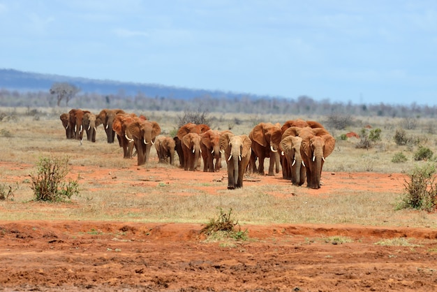 Elefante nel parco nazionale del Kenya