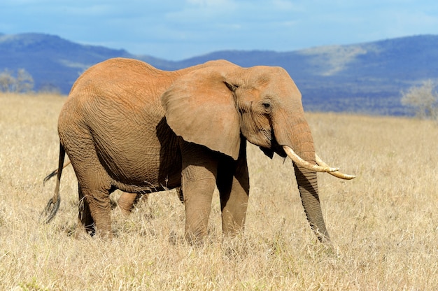 Elefante nel parco nazionale del Kenya