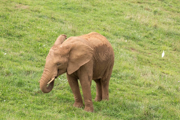 Elefante nel prato seguito da un uccello