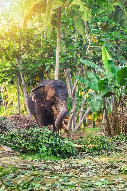 Elefante nella fattoria degli elefanti sull'isola dello Sri Lanka