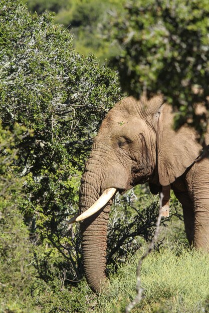 Elefante nella foresta