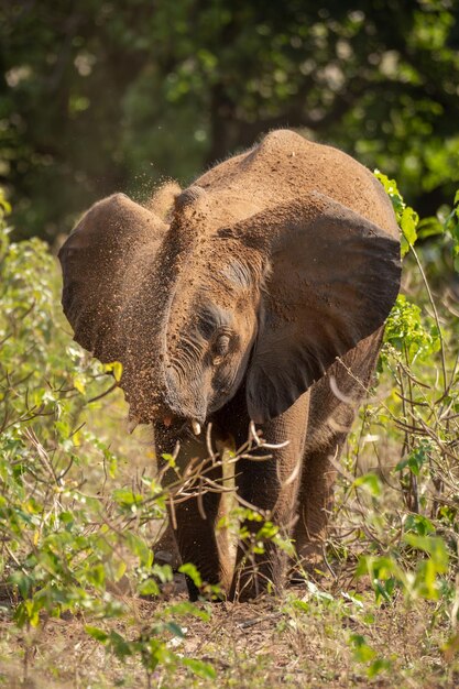 Elefante nella foresta