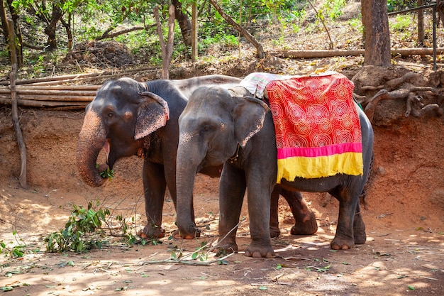 Elefante nella giungla di Goa