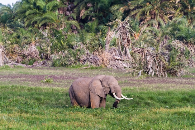 Elefante nella palude verde in Kenya