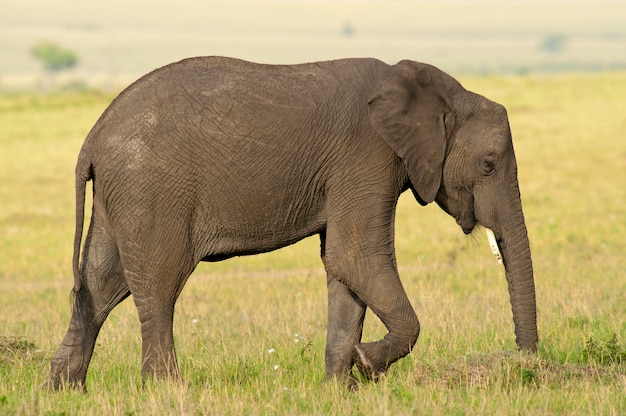 Elefante nella savana