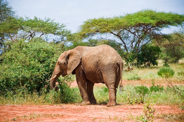 Elefante nella savana