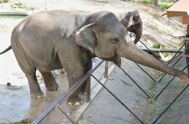 Elefante nello zoo aperto