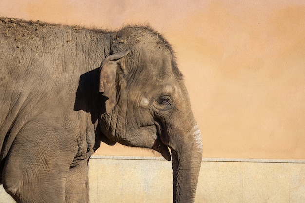 Elefante nello zoo