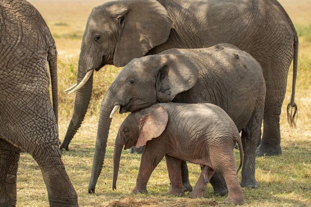 Elefante rosa bambino carino