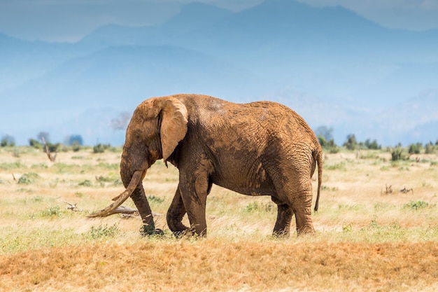 Elefante selvaggio in Kenia