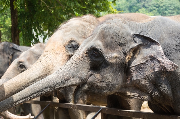 Elefante selvaggio nel parco degli animali