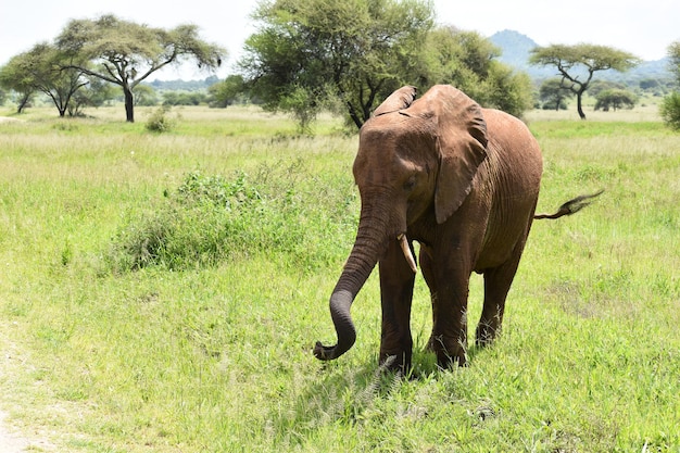 elefante selvatico in un parco nazionale in Africa protezione degli elefanti selvatici