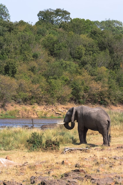 Elefante solitario sulla riva del fiume Mara nel Masai Mara